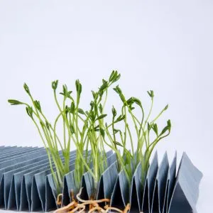 Hârtie absorbantă pentru germinarea semințelor E3014