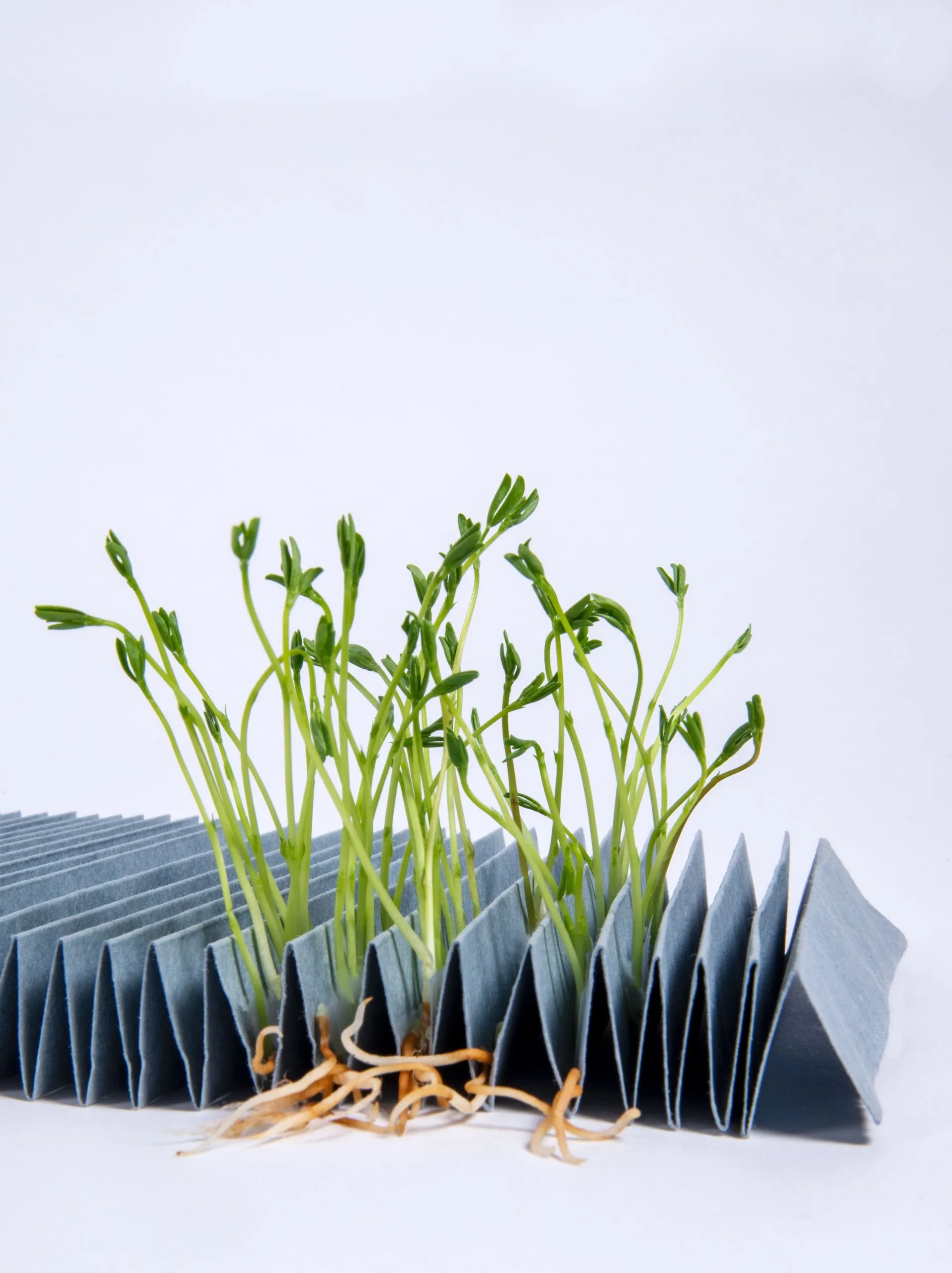 Hârtie de laborator pentru testare germinarea semințe, cu pliuri duble, gri, E3645 - Image 2